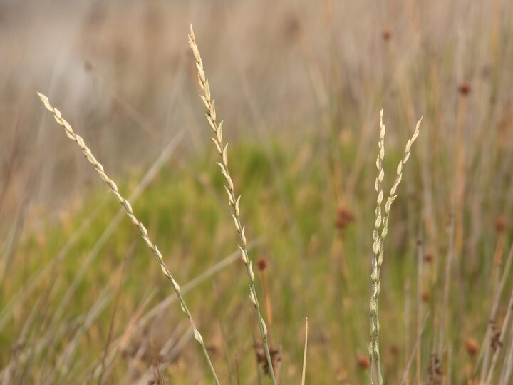 A closeup of tall wheatgrass seedheads