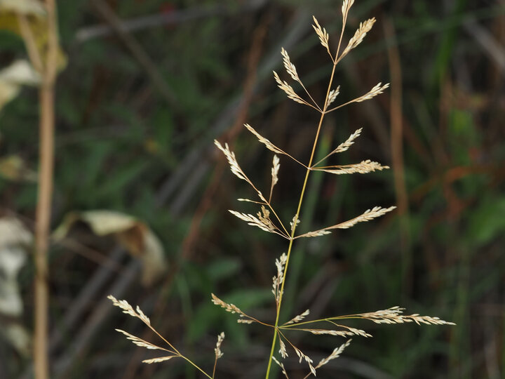 A closeup of the panicle inflorescence of a redtop plant