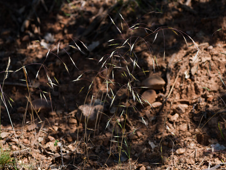 A closeup of the seedheads of ventenata in a wooded understory area