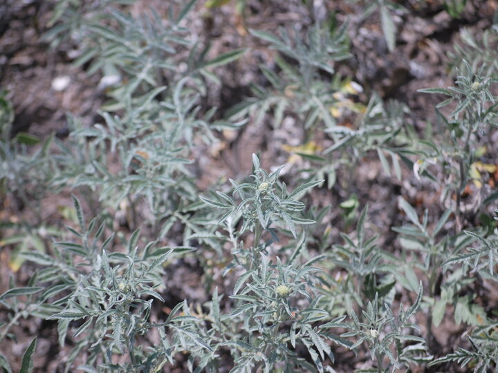 A closeup of woolyleaf bursage's silvery-green foliage