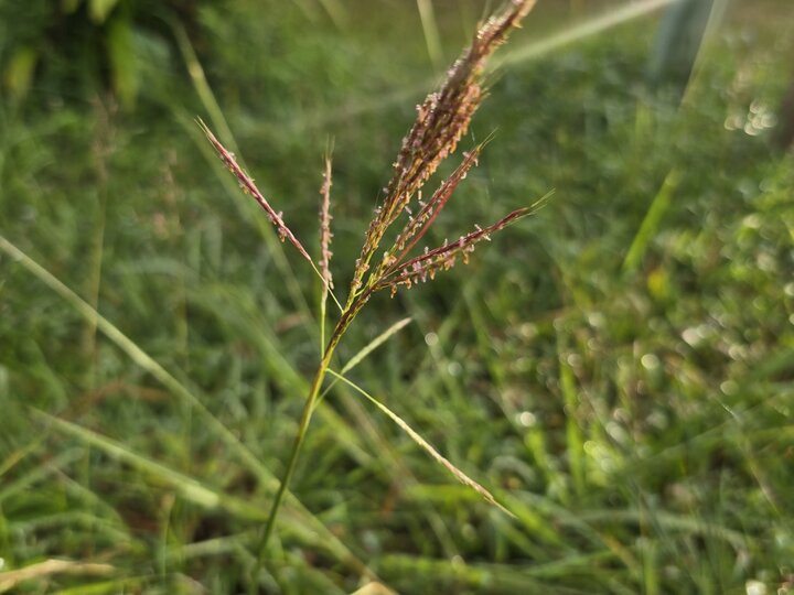 A closeup of a Caucasian bluestem seedhead