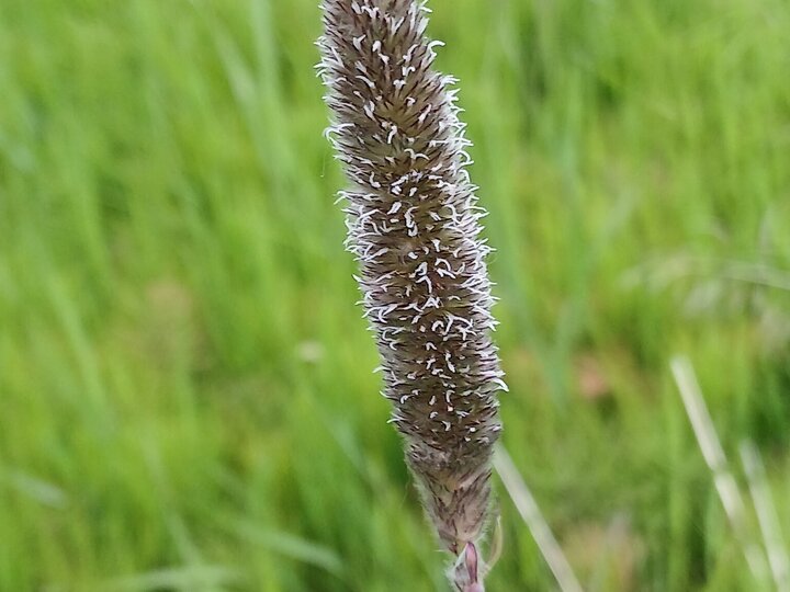 A closeup of a creeping foxtail seedhead