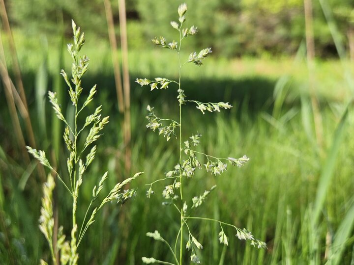 A closeup of Kentucky bluegrass seedheads in an open field