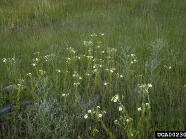 Flowering sulfur cinquefoil scattered in a grassy field.
