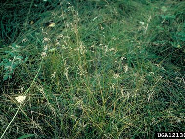 Tall Kentucky bluegrass with thin stalks and seed heads in a dense, green vegetation setting.