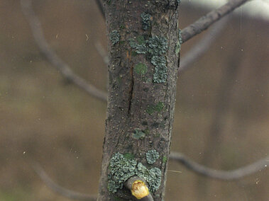 Bark crack on a 10-year old ash tree sampling due to emerald ash borer infestation.