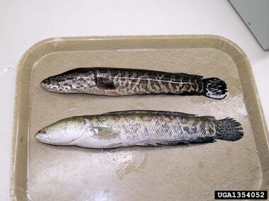 Two adult snakehead fish laid out on a tray