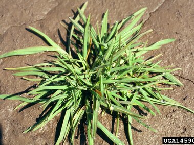 Short Kentucky bluegrass growing on recently rained on soil.