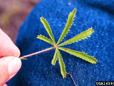 A hand holding a green, serrated seven-lobed leaf against a blue denim background.