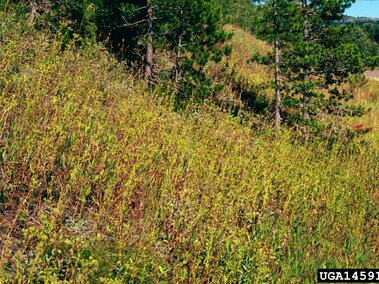 Hillside with tall sulfur cinquefoil and trees. 