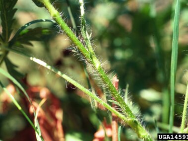 Close-up of a green, hairy plant stem surrounded by blurred grassy foliage.