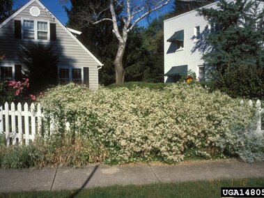 White fence with dense, flowering sweet autumn virgin's bower in front of two small houses on a sunny day.