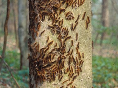 Tree trunk covered in clusters of brown caterpillars in a forest setting.