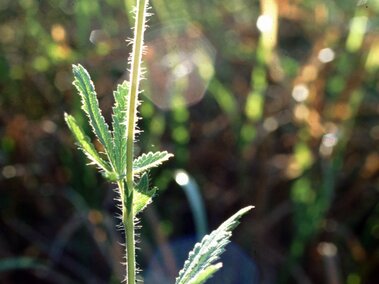 Thin green plant stem with small, serrated leaves, illuminated by sunlight against a blurred background.