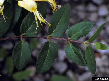 Green honeysuckle vine with hairy stem, oval leaves and yellow tubular flowers, set against a blurred background.
