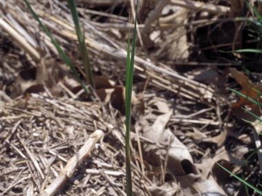 Several narrow-leaf cattails emerging from a wetland area.