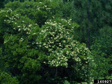 Dense Japanese honeysuckle with clusters of small white flowers among tall pine trees.