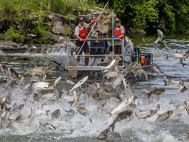 Silver carp jumping out of the water as a motorboat passes by.