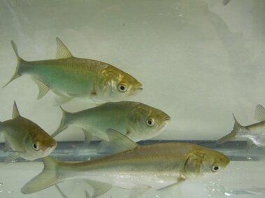 Juvenile silver carp