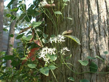 White flowering sweet autumn virgin's bower climbing a tree trunk in a forest setting.