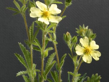 Yellow flowers with five petals, green stems, and serrated leaves against a dark background.