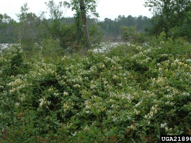 Dense green Japanese honeysuckle with small white flowers near a quiet lake and trees in the background.