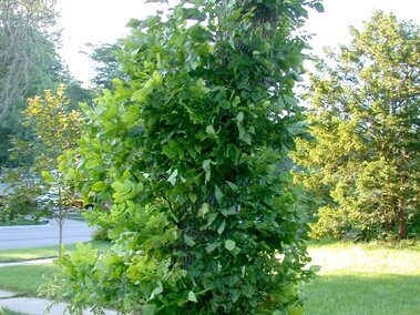Excessive suckering from an ash tree affected by emerald ash borer infestation.