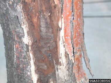S-shaped tracks made by an emerald ash borer larvae in an ash tree.