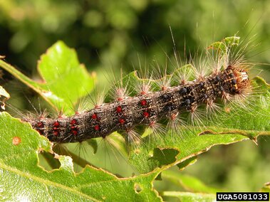 Caterpillar with spiky hairs and red and blue spots on a chewed green leaf outdoors.
