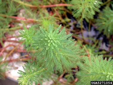 A closeup of the emergent head of several parrot feather plants with the submergent stems visible in the background.