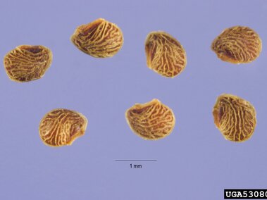 Seven small, textured seeds on a light purple background with a scale marker showing 1 mm.