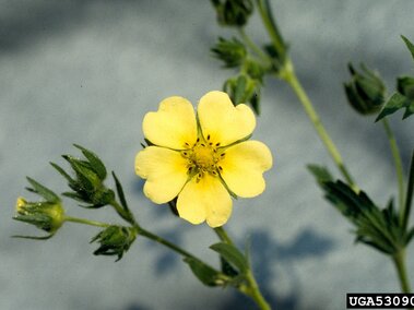 Yellow five-petaled flower with green buds and stems on a light background.