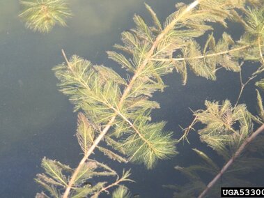 Eurasian watermilfoil foliage and stems seen submersed in water.