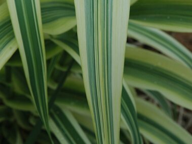 A closeup of giant reed foliage showing the green and yellow stripes running down the leaves