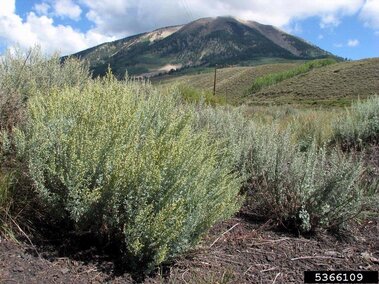 Absinth wormwood (Artemisia absinthium)