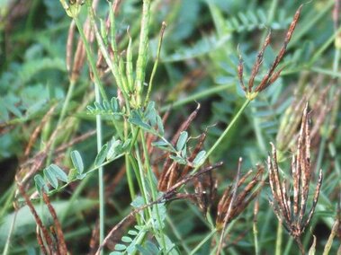 The linear pods of a crownvetch plant
