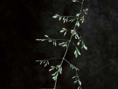 Tall green grass stem with delicate seed heads against a dark background.