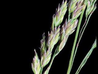 Green grass spikes with pinkish tips against a black background.