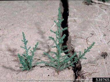 Saltcedar plants growing up from sandy soil.