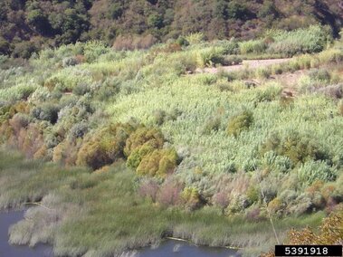 An aerial view of a dense field of giant reed plants near a shoreline