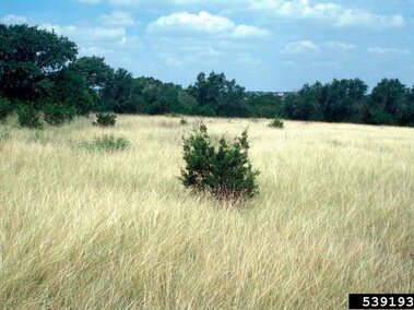 Field of yellow bluestem with scattered shrubs and trees under a partly cloudy sky.