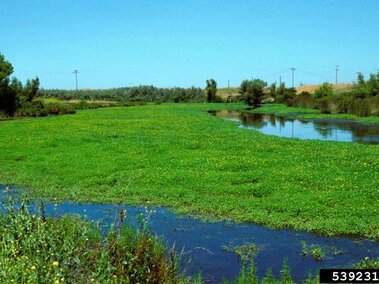 An infestation of creeping water primrose filling a water slough.