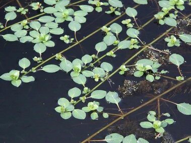 Stems and leaves of creeping water primrose spread out across the water's surface.