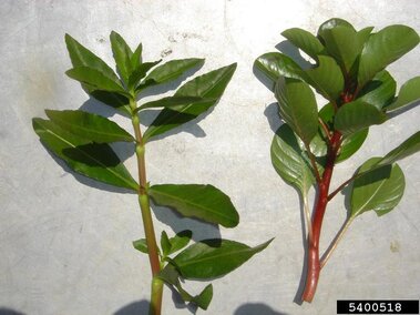 The stems and foliage of a creeping water primrose plant.