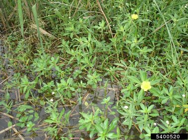 An infestation of creeping water primrose in a body of water.