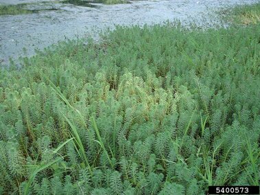A waterbody infested with a field of parrot feather plants. Emergent leaves are visible above the water.