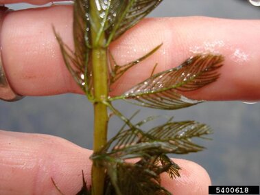 A closeup of the light green stem and whorled feather-like green leaves of a Eurasian watermilfoil.