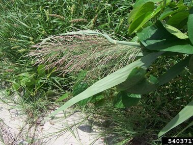 A giant reed seedhead and leaf