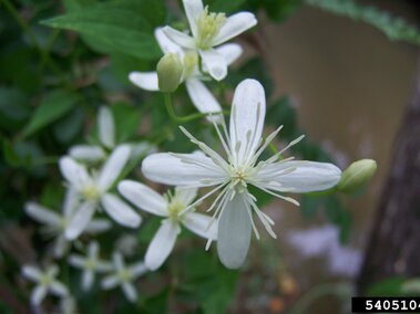 White star-shaped flowers with green leaves and blurred background.