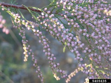 A closeup of a saltcedar plant's flower buds.